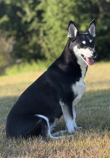 Stock photo of a black and white corgi-husky mix sitting on grass