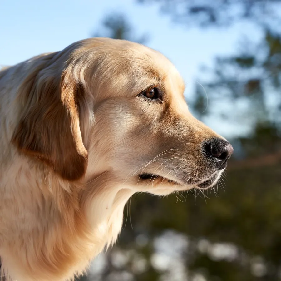 A stock photo of a golden retriever in profile