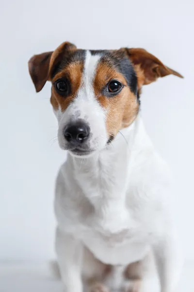 Stock photo of a Jack Russell terrier puppy sitting