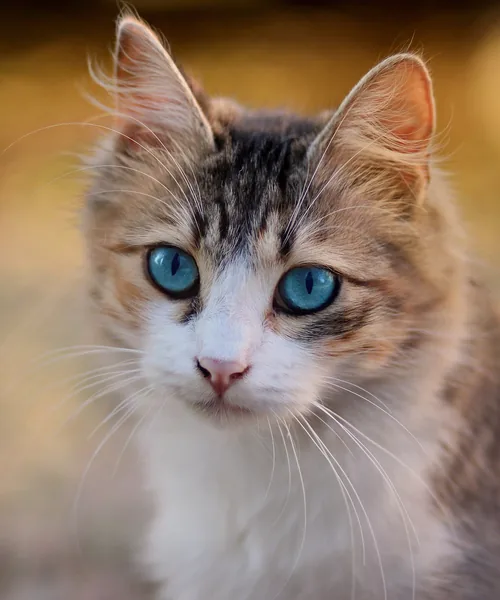 Stock photo of a tabby kitten with blue eyes