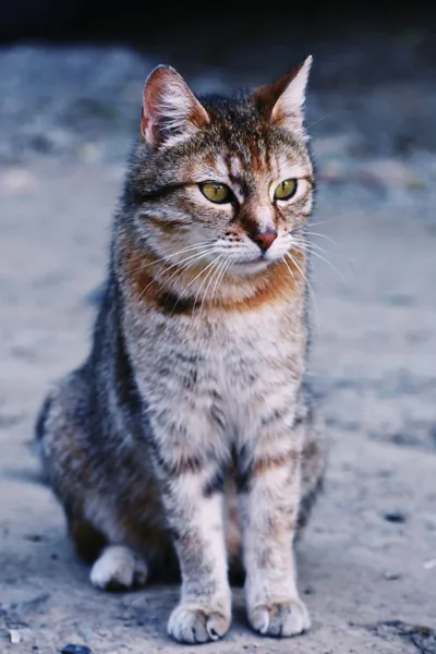 Stock photo of a grey tabby cat sitting